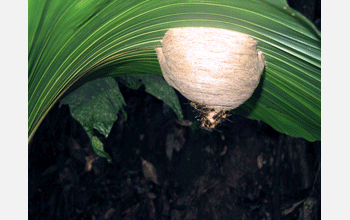 Nest of wasp species <em>Angiopolybia pallens</em>