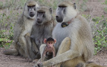 Kenyan baboons will be at the center of research studying mammalian gut microbiomes.