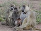 Kenyan baboons will be at the center of research studying mammalian gut microbiomes.