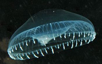 bioluminescent jellyfish