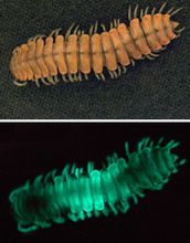 Motyxia photographed in natural light (top) and entirely with light from bioluminescence (bottom).