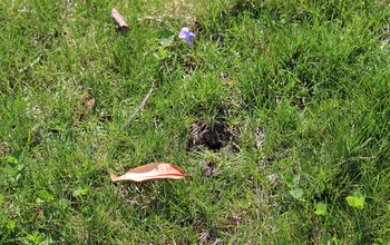 Bumblebee nest in an unmowed lawn.