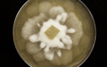 Dimensions of Biodiversity researchers are studying a soil fungus in culture on malt extract agar.