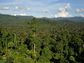 Forests are growing more vigorously, scientists found, and therefore, are locking away more carbon.