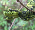 The Talamancan palm-pitviper, found in the highlands of the Talamancan Cordillera in Costa Rica.