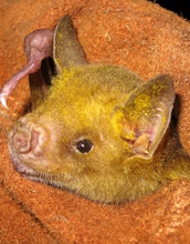 The Cuban fruit-eating bat, a species in the Greater Antilles, where it eats fruit, visits flowers.
