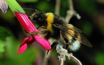 Disease transmission networks in bee disease is the subject of a new EEID project.