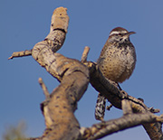 The cactus wren is a desert species that has remained relatively stable over the study period.