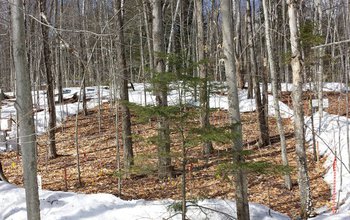 Experimental plots at the Hubbard Brook LTER site have been shoveled to simulate delayed snowfall.