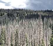 Tree die-offs can affect other vegetation, including crops, the focus of a new CNH study.