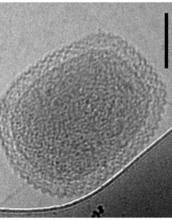 An ultra-small cell of a bacterium that may be a relative of the self-mutating microbes.