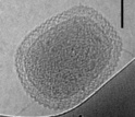 An ultra-small cell of a bacterium that may be a relative of the self-mutating microbes.