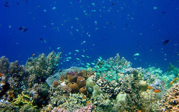 coral reef and fish near Philippines