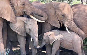 Elephant family comforting calf during afternoon nap