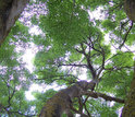 Photo of trees in a forest