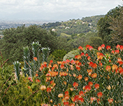 CNH researchers are investigating ecosystem changes in South Africa's Cape Floristic Region.