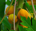 The genomic mechanism of domesticating a Y chromosome in papayas is the subject of PGRP research.