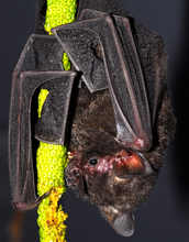 A short-tailed fruit bat, Carollia perspicillata, feeding on fruit