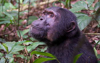 Chimpanzee in Kibale National Park, Uganda
