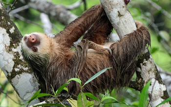 Multimedia Gallery - Two-toed sloths are heavily-built animals with shaggy  fur and slow, deliberate movements. | NSF - National Science Foundation