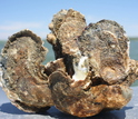 Oyster in Chesapeake Bay. Climate change/management/ecology of the bay is a Coastal SEES topic.