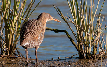 California Clapper Rail near invasive Spartina along San Francisco Bay.