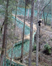a panda climbing a tree in wolong china