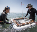 Scientists take samples of a restored seagrass meadow at the NSF Virginia Coast Reserve LTER site.