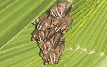 a group of common tent-making bats (Uroderma bilobatum) under leaves