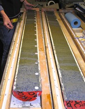 Split sediment cores from offshore Alaska, showing green laminated diatom-rich layers.