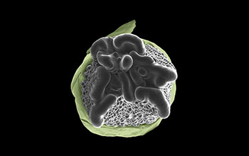 SEM micrograph showing tip of developing ear of maize