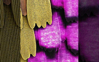 Microscopic view of sulphur butterfly wing featuring UV-iridescence on scales