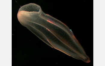 A comb jellyfish <em>Beroe spp.</em>