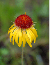 A wildflower from the <em>rudbeckia</em> family near NCAR's Mesa Lab, Boulder, Colo.