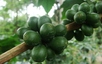 green coffee beans on a branch