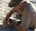 Paleontologist David Krause excavating fossils from sediments in Madagascar.
