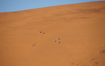 A group of oryx climbs a sand dune in the Namib. The animals may absorb moisture from fog and dew.