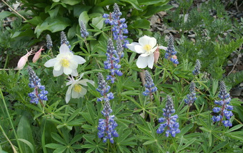 columbines and lupines flowers in bloom