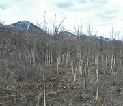 Willow trees denuded by the grazing of hares.