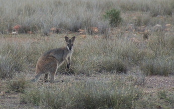 A kangaroo in grasslands in Queensland, Australia