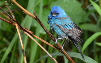 Indigo buntings often migrate by night, using the stars to navigate.