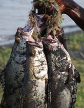 Nile perch caught in Lake Victoria; the fish feed residents of villages surrounding the lake.