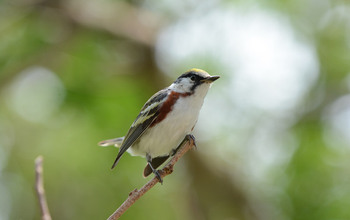 Chestnut-sided warblers migrate mostly by night. Peak fall migration is in September.