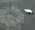 duck looking at a water-sampling rosette being lowered into the ocean