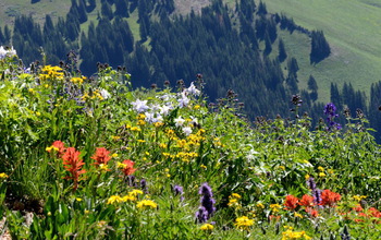 Colorado Rocky Mountain meadow with wildflowers in bloom