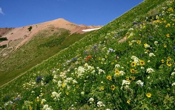 Flowering plants on a mountain