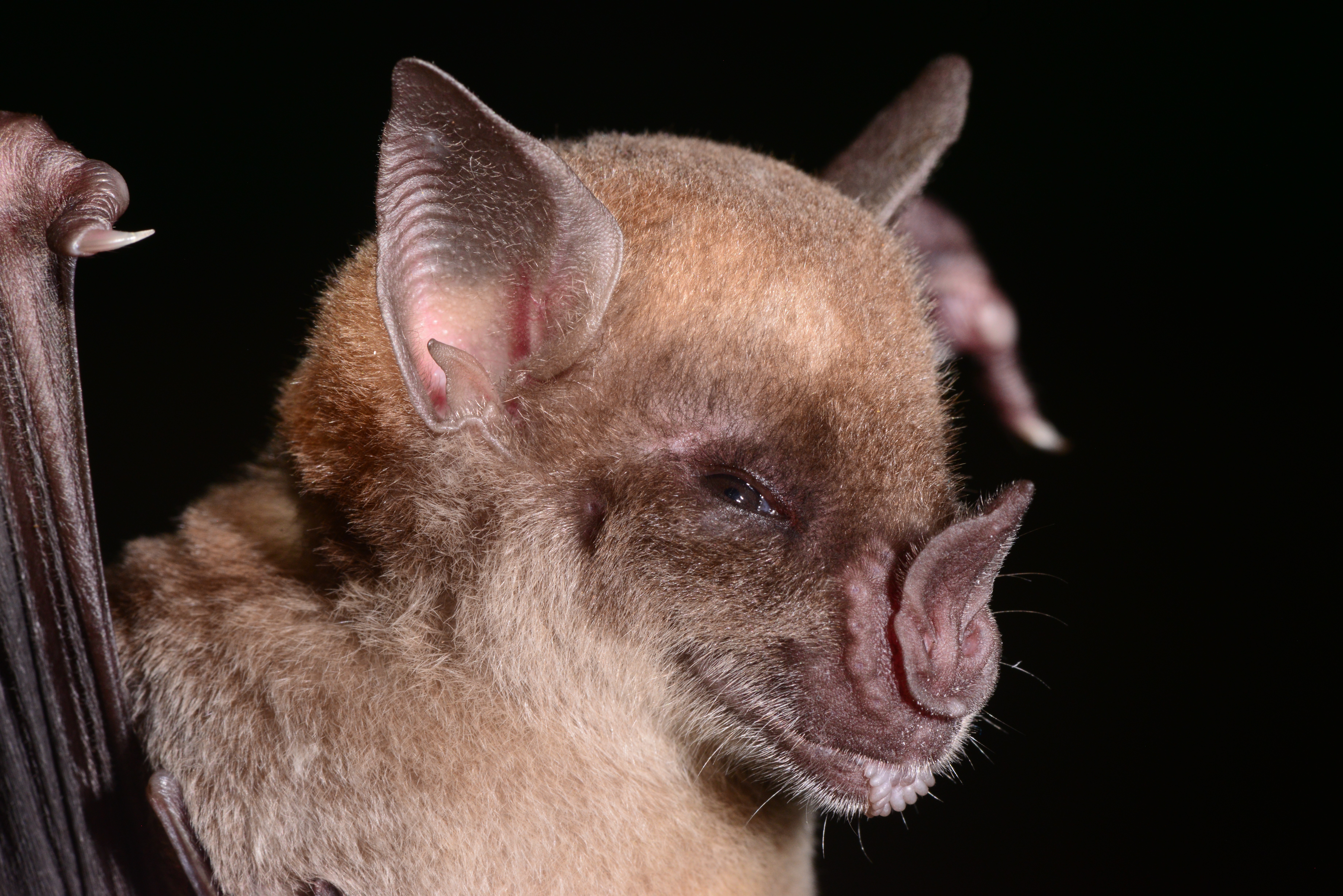 Multimedia Gallery - The pale spear-nosed bat will be part of research to  explore the cause of exceptional longevity. | NSF - National Science  Foundation