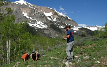 Three researchers counting wildflowers in study plots in the Rocky Mountains