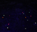 Glow-in-the-dark seeds on the ground in a forest