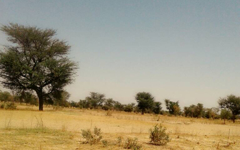 View of the transition zone between desert and savanna.